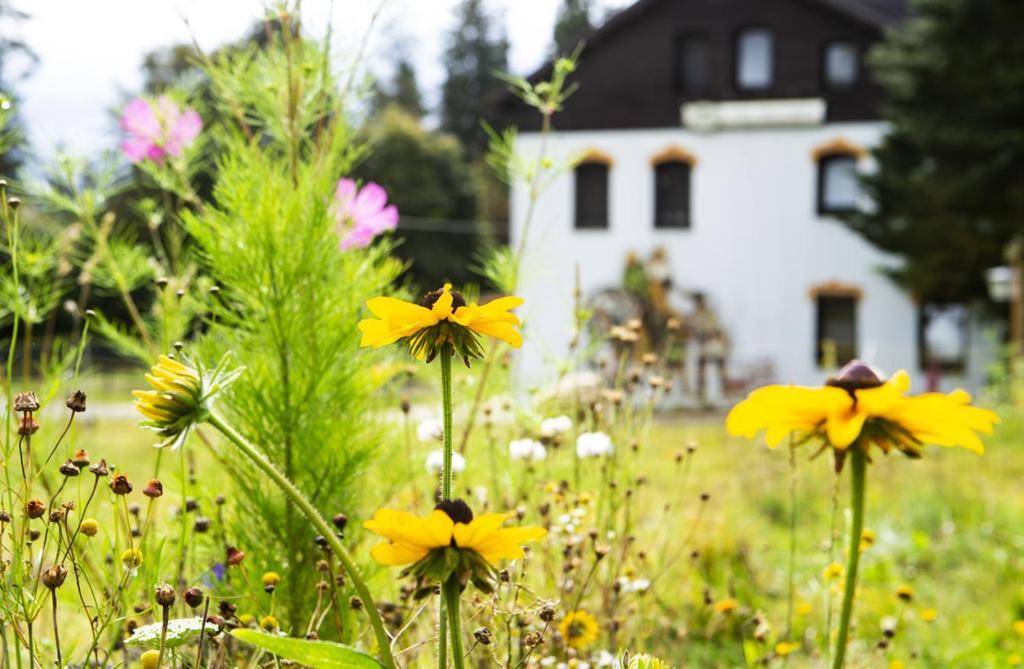 Pension Haus Fuerstenberg Gruenhain-Beierfeld Екстер'єр фото